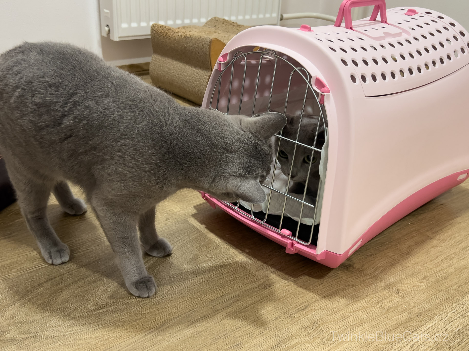 Na konci dlouhé cesty čekal CH Maximus Rosa Felina, CZ